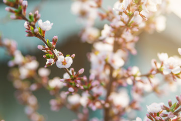 Obraz premium branches of beautiful cherry blossoms. small white flowers on a cherry tree branch. spring flowering trees in the garden