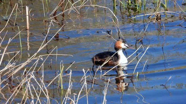 Haubentaucher&nbsp;(Podiceps cristatus) taucht ab