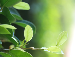 Natural green leaves as a natural background, green tones