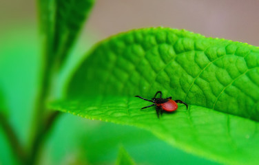 ixodic ticks attack close up. Macro photo. Natural composition
