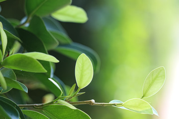 Natural green leaves as a natural background, green tones