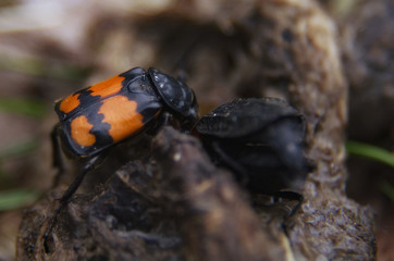 Gravediggers Beetle Nicrophorusin spring forest. Macro photo