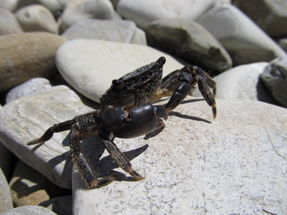 Crab on the pebble shore of the Black Sea