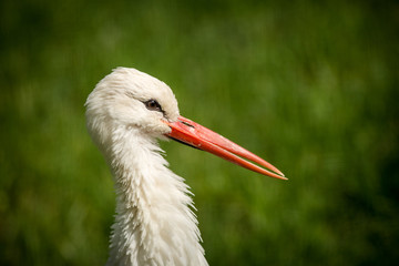 white stork portrait in nature