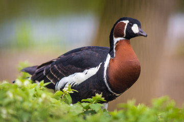 red-breasted goose portrait in nature
