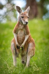 Raamstickers young kangaroo in the grass on pasture © jurra8