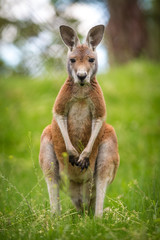 young kangaroo in the grass on pasture