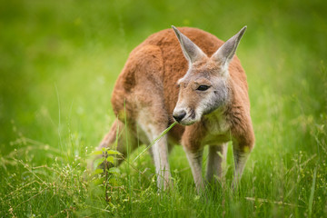 young kangaroo in the grass on pasture