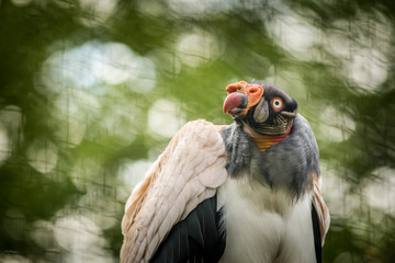 king vulture in the nature