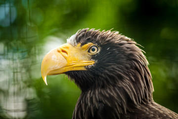 portrait of an eastern eagle