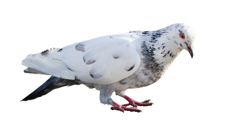 pied standing dove isolated on white background