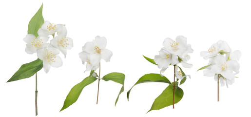 Naklejka na ściany i meble jasmine isolated four branches with large blooms