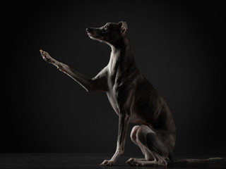 Portrait of a dog on a dark background. Funny whippet in the studio. Beautiful light