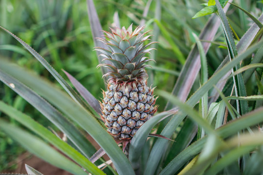 Pineapple trees that are currently bearing fruit, pineapples are planted because they are economic crops and encourage the villagers to grow pineapples and sell them to the fruit translation factory.