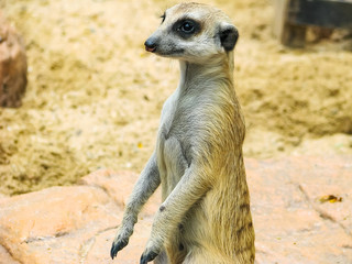 Suphan Buri, Thailand - April, 03, 2008 : Meerkat in Suphan Buri Zoo