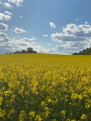 Obraz premium yellow rapeseed field