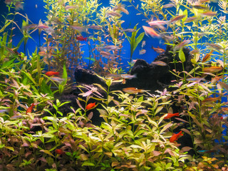 Suphan Buri, Thailand - April, 23, 2008 : Aquarium fish tank of Suphanburi Aquarium, Suphanburi