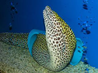 Suphan Buri, Thailand - April, 23, 2008 : Moray eel in Suphanburi Aquarium