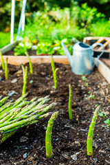 Young green asparagus grown in the garden. 