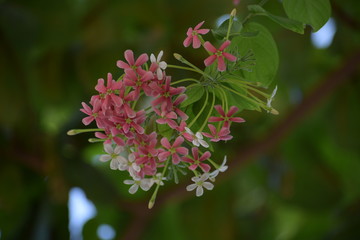 Combretum indicum, also known as the Rangoon creeper or Chinese honeysuckle, is a vine with red...