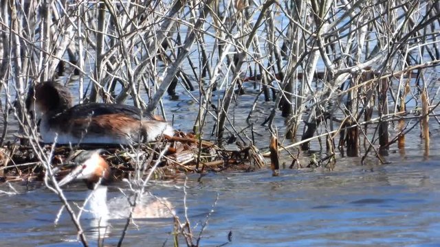 Haubentaucher&nbsp;(Podiceps cristatus) beim Nestbau