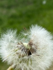 Fototapeta na wymiar dandelion seed head