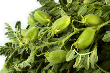 fresh green chickpeas close up