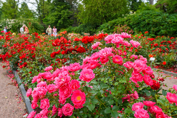 Red roses in a botanical garden with visitors