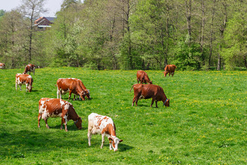 Dairy cows grazing on a meadow in a spring landscape