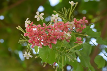 Combretum indicum, also known as the Rangoon creeper or Chinese honeysuckle, is a vine with red...