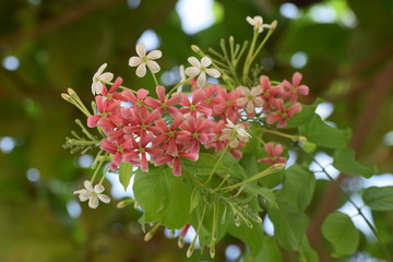 Combretum indicum, also known as the Rangoon creeper or Chinese honeysuckle, is a vine with red flower clusters and native to tropical Asia.