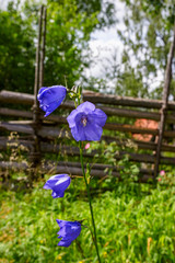 Bellflower on a sunny meadow