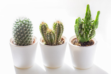 three cacti in white pots