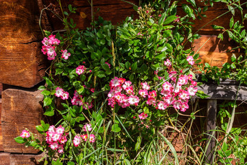 Flowering garden roses at a house wall