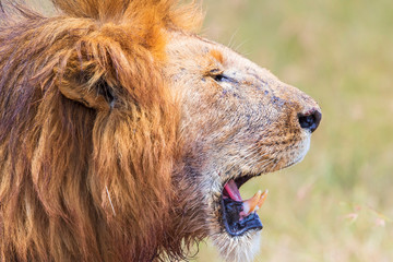 Naklejka na ściany i meble Large male lion on the savannah with a mane