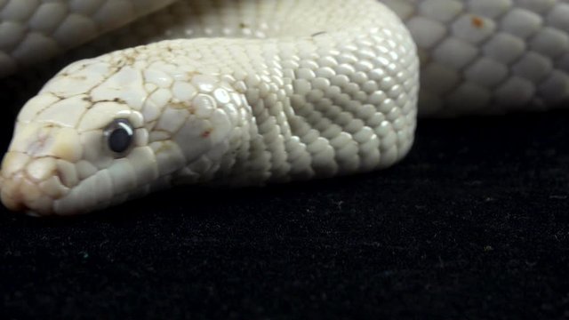 Texas rat snake isolated on a black background in studio. Close up. Macro