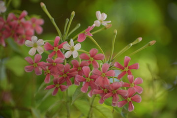 Combretum indicum, also known as the Rangoon creeper or Chinese honeysuckle, is a vine with red flower clusters and native to tropical Asia.
