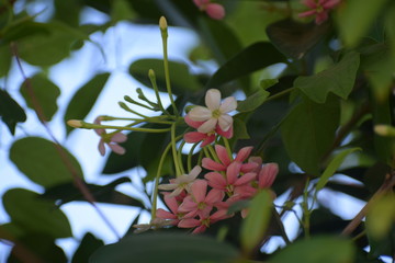 Combretum indicum, also known as the Rangoon creeper or Chinese honeysuckle, is a vine with red flower clusters and native to tropical Asia.