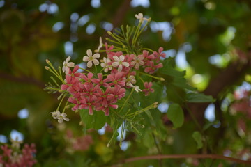 Combretum indicum, also known as the Rangoon creeper or Chinese honeysuckle, is a vine with red flower clusters and native to tropical Asia.
