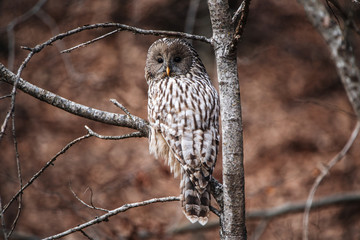 Close up of ural owl on a branch.Autumn season.