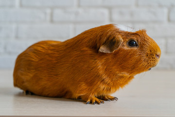 Fototapeta premium The red domestic guinea pig (Cavia porcellus), also known as cavy or domestic cavy