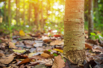 Forest park with dry brown leaves,Dry leaves in tropical forests, autumns of tropical forests