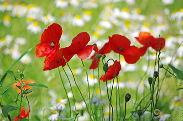 Obraz premium Blooming scarlet poppies on a background of a summer meadow.
