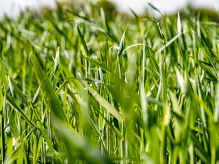 Lange gründe Gräser - Getreidefeld