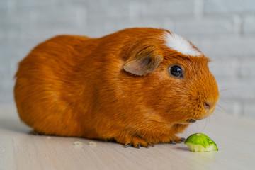 The red domestic guinea pig (Cavia porcellus), also known as cavy or domestic cavy