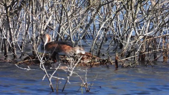 Haubentaucher&nbsp;(Podiceps cristatus) beim Nestbau