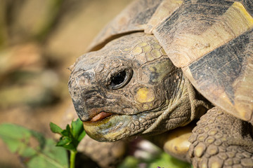 A tortoise biting into a green leaf