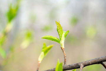 Bird cherry tree with new green leaves in the garden. Selective focus.