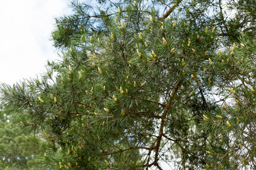 Cedar nut, pine cone green. Pine nut, pine lump, cedar wood. Cedar branch. Woodland cedarwood