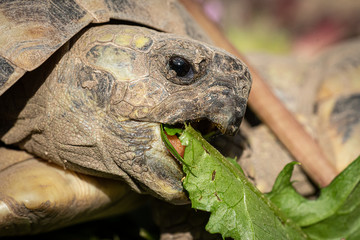 A tortoise biting into a green leaf